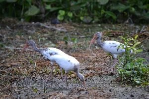 ibis_small