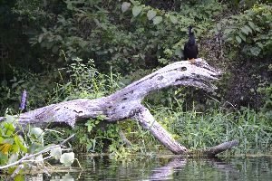 log-o-sauras_small