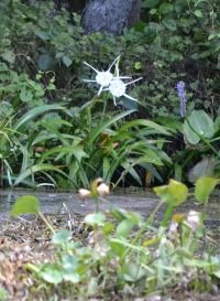 swamp lily 2_small