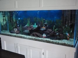 Brians fish tank_small