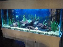 beautiful fish tank_small