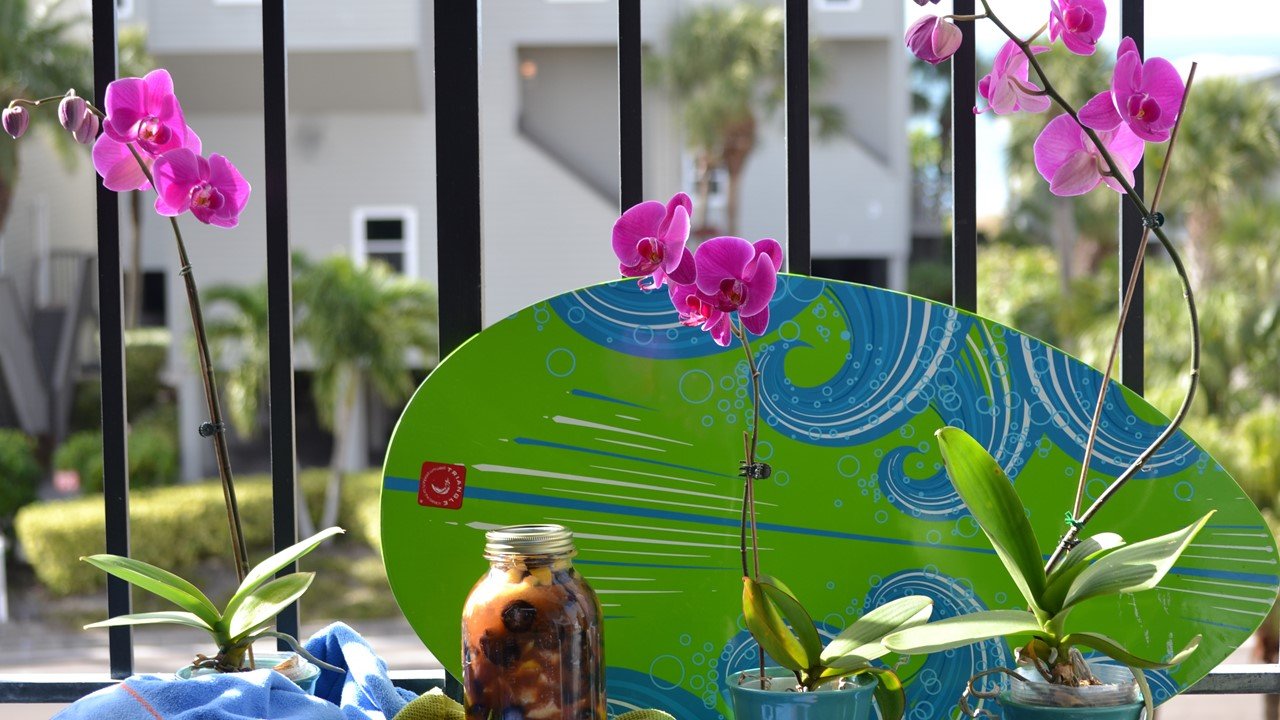 Hawaiian Hum Lum Sun Prunes