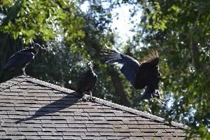 3 of them on Mary Pats roof_small