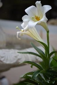 Easter lililes by the fountain_small