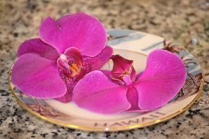 Hawaiian orchids_small