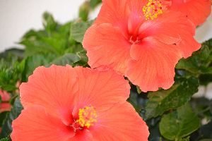 Red Hibiscus_small