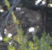 close up spider web_small