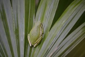 cute sticky frog_small