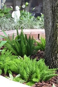 foxtail ferns in retaining wall_small