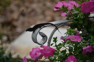 i love our backyard lizards_small