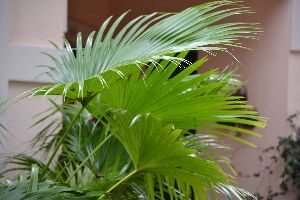 Chinese palm_small