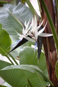 bird of paradise front yard_small