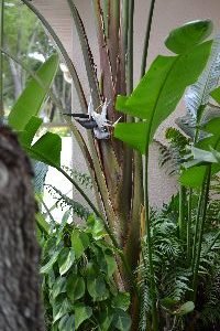 bird of paradise tree_small