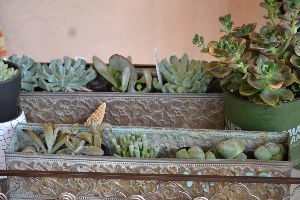 my succulents for wreath_small
