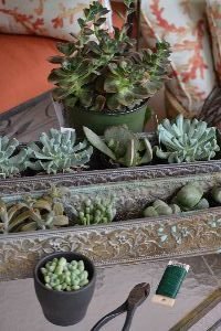 succulents for my new wreaths_small