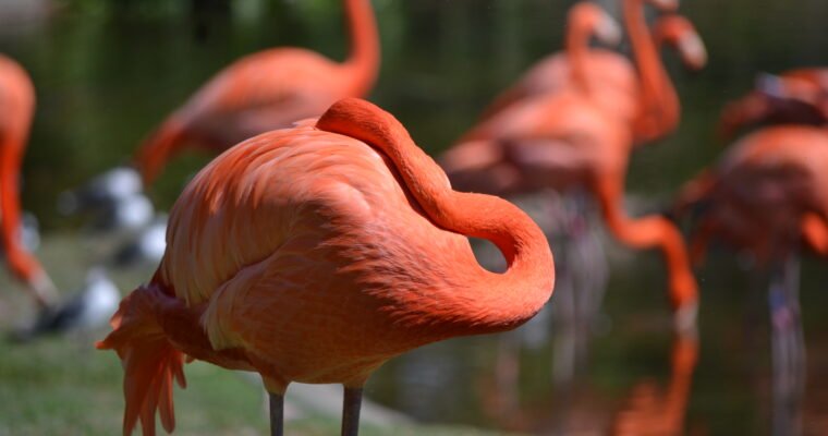Busch Gardens Food and Wine Festival