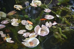 Beautiful_Pond_small