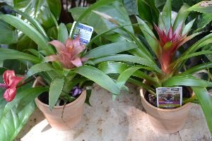 Beautiful_tropical_plantings._small