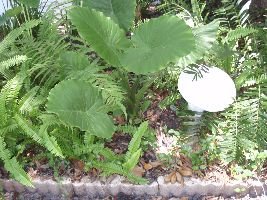P5290109_small