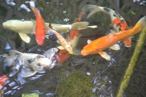 The_Larger_Koi_small