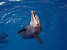 -Winter-dolphin_tale_small