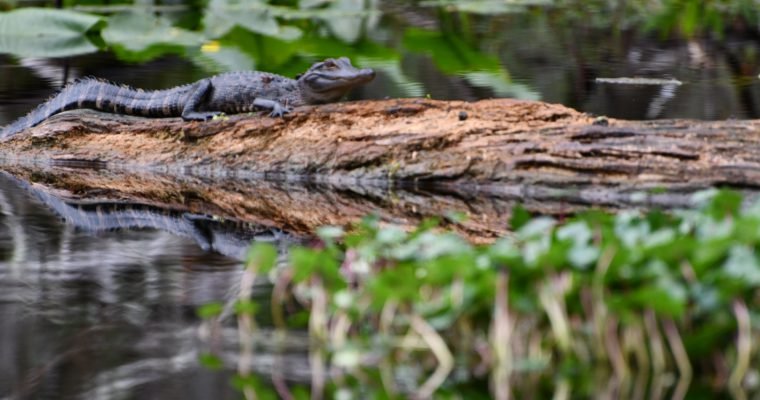 Canoeing Hillsborough River, Thonotosassa, Florida